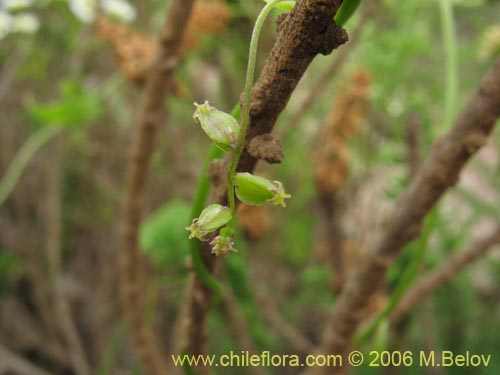 Dioscorea sp. #1500的照片