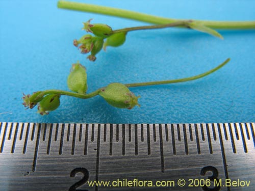 Image of Dioscorea sp. #1500 (). Click to enlarge parts of image.