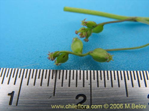 Image of Dioscorea sp. #1500 (). Click to enlarge parts of image.