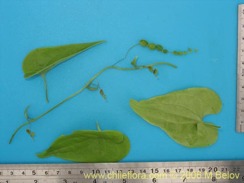 Image of Dioscorea sp. #1500 (). Click to enlarge parts of image.