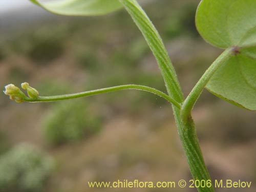 Dioscorea sp. #1500的照片