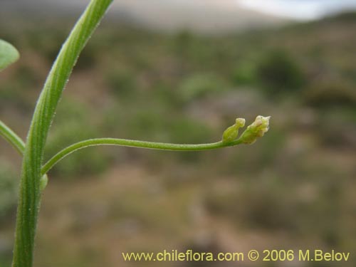 Imágen de Dioscorea sp. #1500 (). Haga un clic para aumentar parte de imágen.