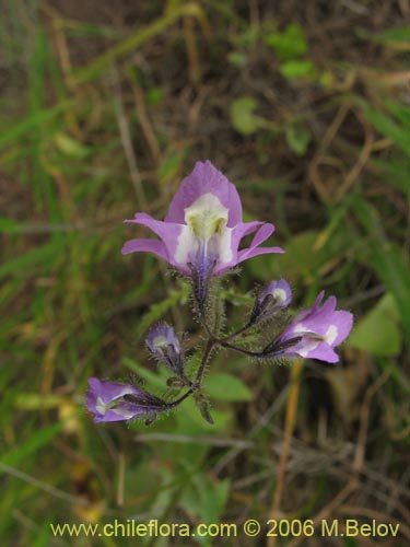 Schizanthus porrigensの写真