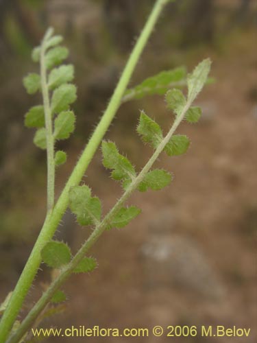 Schizanthus porrigensの写真