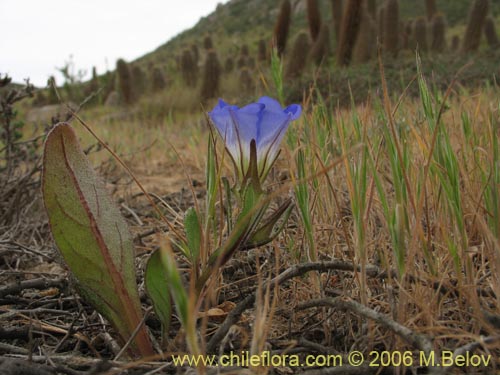 Imágen de Nolana sp. #1599 (). Haga un clic para aumentar parte de imágen.