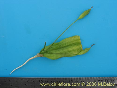 Bild von Tecophilaea violiflora (). Klicken Sie, um den Ausschnitt zu vergrössern.