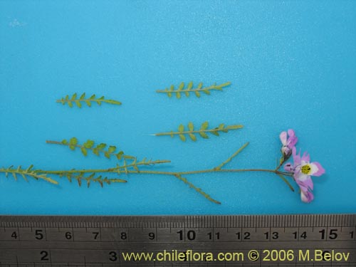 Image of Schizanthus porrigens (). Click to enlarge parts of image.