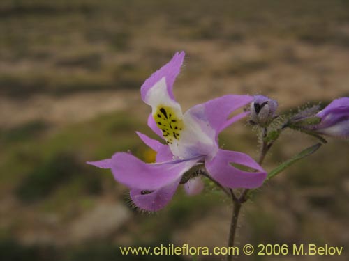 Фотография Schizanthus porrigens (). Щелкните, чтобы увеличить вырез.