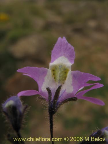 Фотография Schizanthus porrigens (). Щелкните, чтобы увеличить вырез.