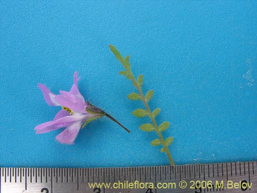 Schizanthus porrigens的照片