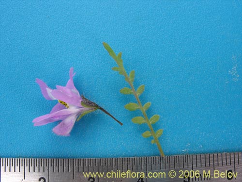 Image of Schizanthus porrigens (). Click to enlarge parts of image.