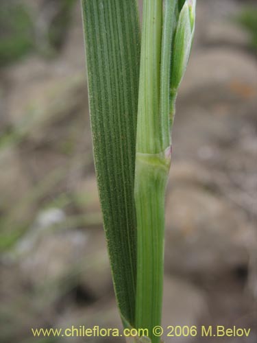 Poaceae sp. #1887の写真