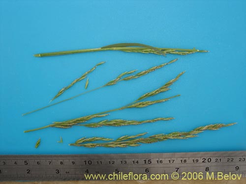 Poaceae sp. #1887의 사진