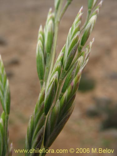 Poaceae sp. #1887의 사진