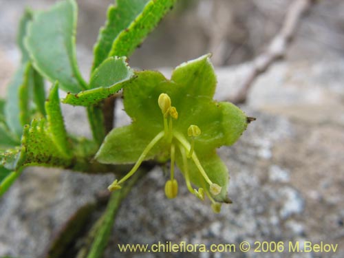 Llagunoa glandulosa的照片