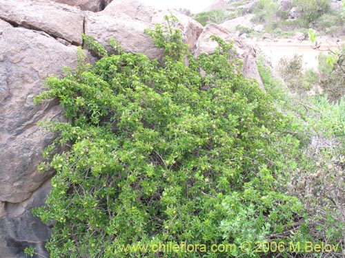 Llagunoa glandulosaの写真