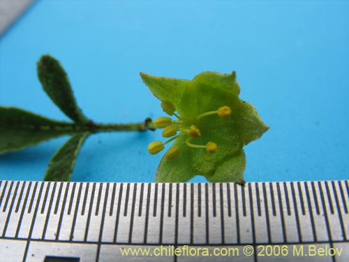 Фотография Llagunoa glandulosa (). Щелкните, чтобы увеличить вырез.
