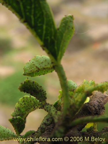 Llagunoa glandulosa의 사진