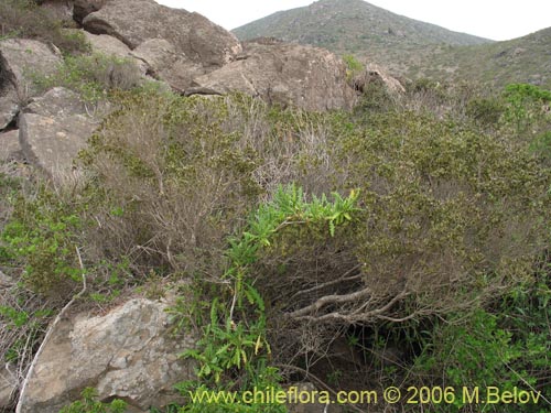 Image of Myrcianthes coquimbensis (Lucumillo / Arrayn). Click to enlarge parts of image.