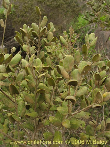 Image of Myrcianthes coquimbensis (Lucumillo / Arrayn). Click to enlarge parts of image.