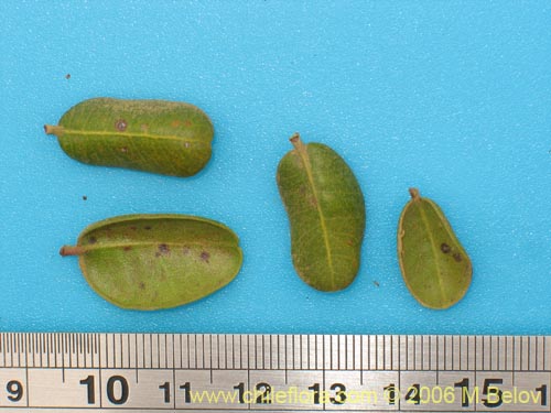 Myrcianthes coquimbensis的照片