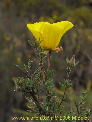 Imágen de Balbisia peduncularis (). Haga un clic para aumentar parte de imágen.