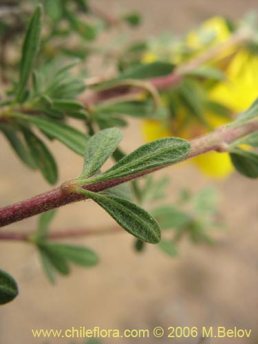 Bild von Balbisia peduncularis (). Klicken Sie, um den Ausschnitt zu vergrössern.