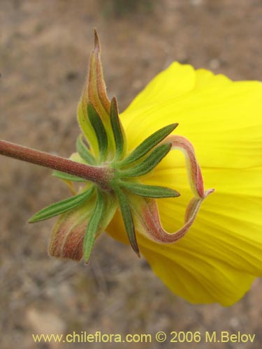 Balbisia peduncularisの写真