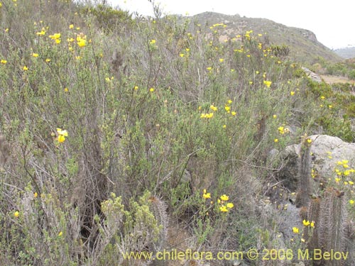 Imágen de Balbisia peduncularis (). Haga un clic para aumentar parte de imágen.