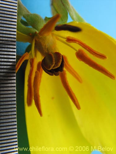 Imágen de Balbisia peduncularis (). Haga un clic para aumentar parte de imágen.