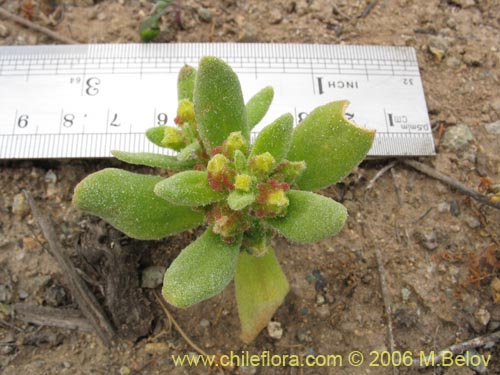 Imágen de Tetragonia ovata (). Haga un clic para aumentar parte de imágen.