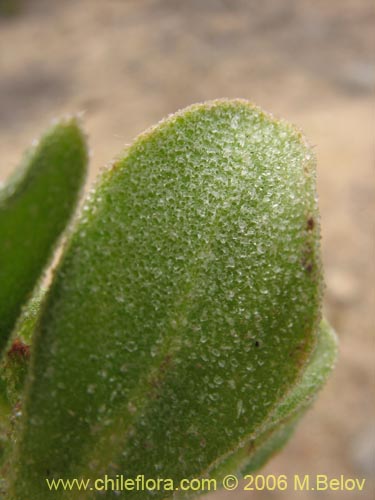 Imágen de Tetragonia ovata (). Haga un clic para aumentar parte de imágen.