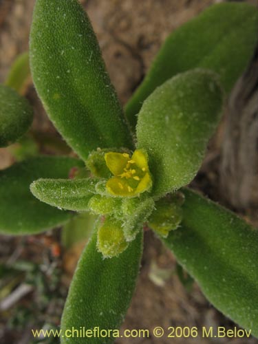 Bild von Tetragonia ovata (). Klicken Sie, um den Ausschnitt zu vergrössern.