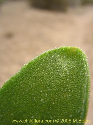 Фотография Tetragonia ovata (). Щелкните, чтобы увеличить вырез.