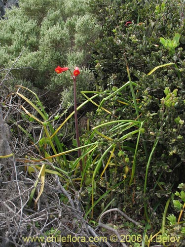 Bild von Rhodophiala sp. #1501 (). Klicken Sie, um den Ausschnitt zu vergrössern.