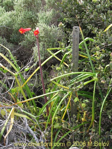 Rhodophiala sp. #1501の写真