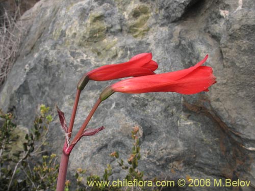 Фотография Rhodophiala sp. #1501 (). Щелкните, чтобы увеличить вырез.