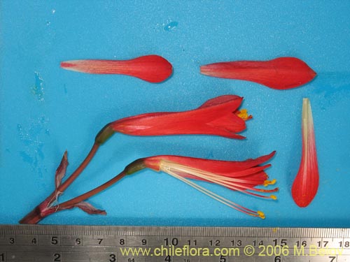 Image of Rhodophiala sp. #1501 (). Click to enlarge parts of image.