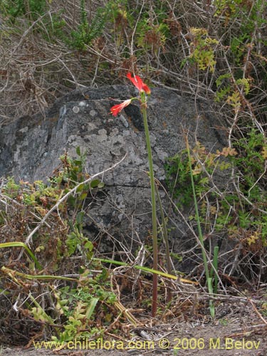 Bild von Rhodophiala sp. #1501 (). Klicken Sie, um den Ausschnitt zu vergrössern.