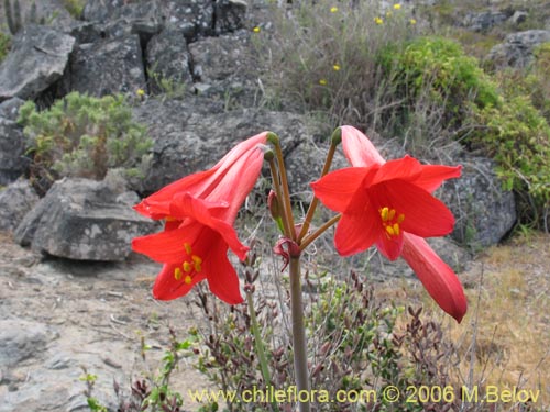 Фотография Rhodophiala sp. #1501 (). Щелкните, чтобы увеличить вырез.