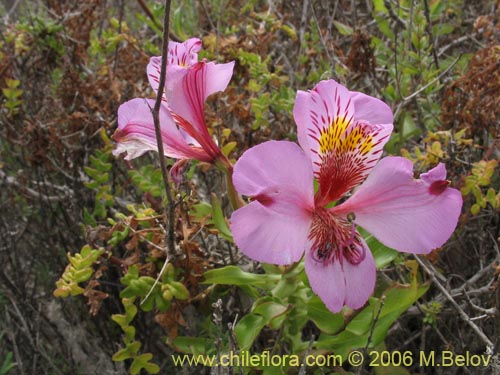 Bild von Alstroemeria magnifica var. tofoensis (). Klicken Sie, um den Ausschnitt zu vergrössern.