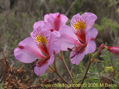 Alstroemeria magnifica var. tofoensis的照片