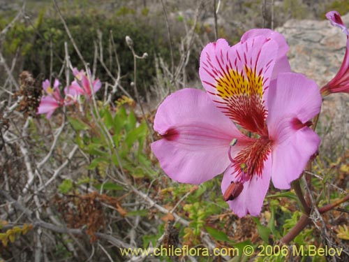 Image of Alstroemeria magnifica var. tofoensis (). Click to enlarge parts of image.