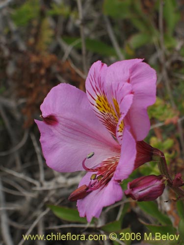 Image of Alstroemeria magnifica var. tofoensis (). Click to enlarge parts of image.