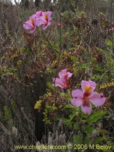 Image of Alstroemeria magnifica var. tofoensis (). Click to enlarge parts of image.