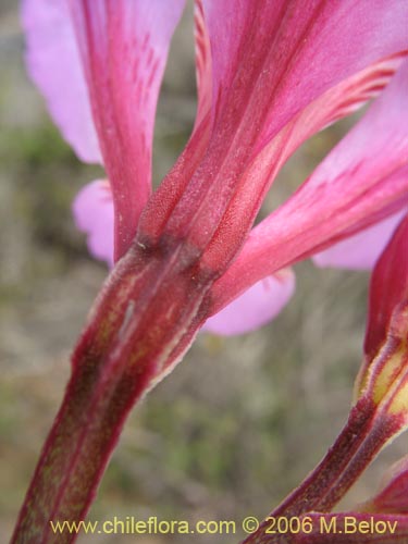 Фотография Alstroemeria magnifica var. tofoensis (). Щелкните, чтобы увеличить вырез.