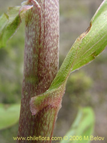 Image of Alstroemeria magnifica var. tofoensis (). Click to enlarge parts of image.