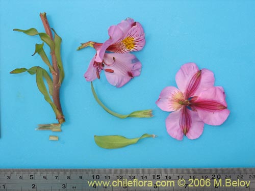 Image of Alstroemeria magnifica var. tofoensis (). Click to enlarge parts of image.