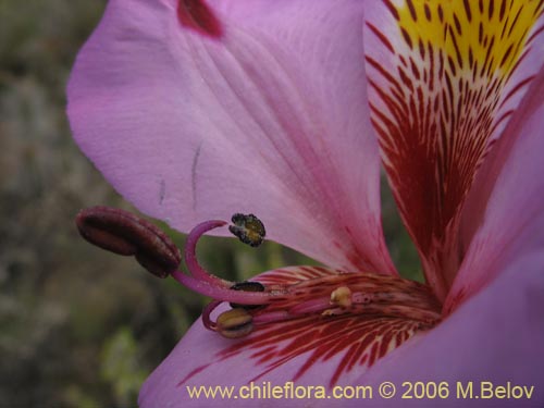 Image of Alstroemeria magnifica var. tofoensis (). Click to enlarge parts of image.