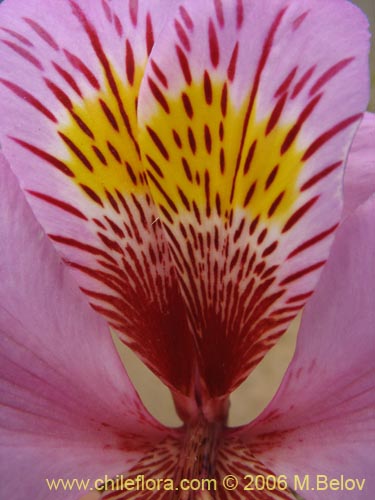 Image of Alstroemeria magnifica var. tofoensis (). Click to enlarge parts of image.